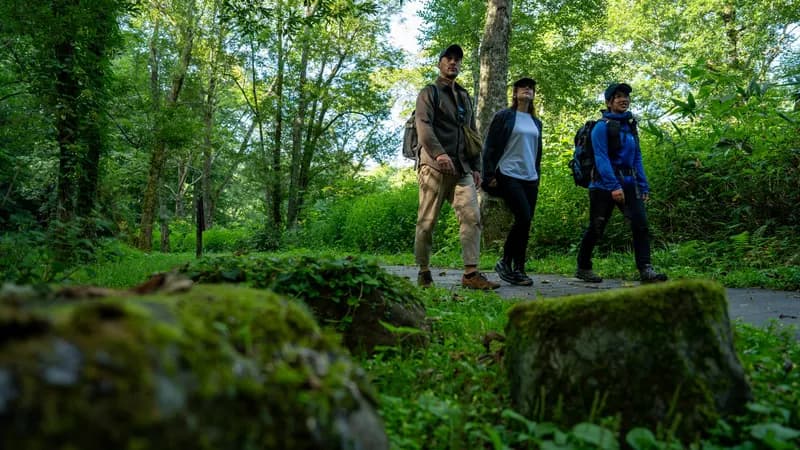 Sakhalin spruce forest