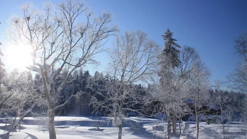 雪をまとった冬の森